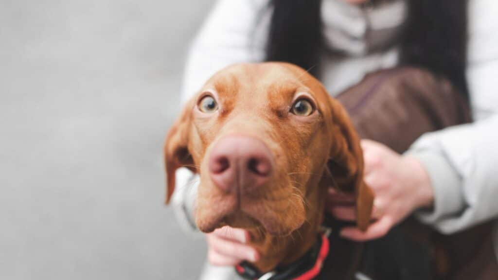 Vizsla dog closeup being held by owner