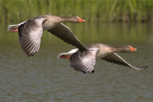 How to Migrate an Affiliate Program to a New Platform